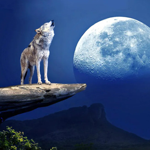 Wolf Moon Wall Art