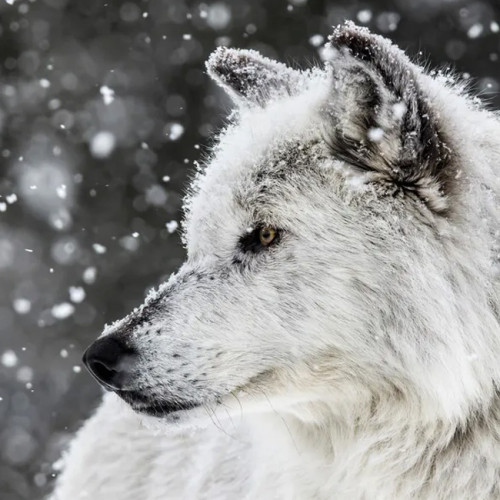 Snow Wolf Blanket
