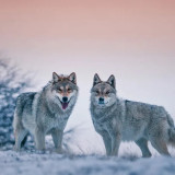 Cute Wolves Backpack