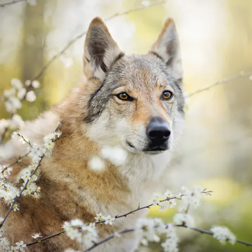 Wolf Dog Painting Art