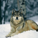 Gray Wolf Blanket