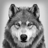 Wolf Portrait Painting Art