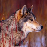 Red Wolf Painting Art