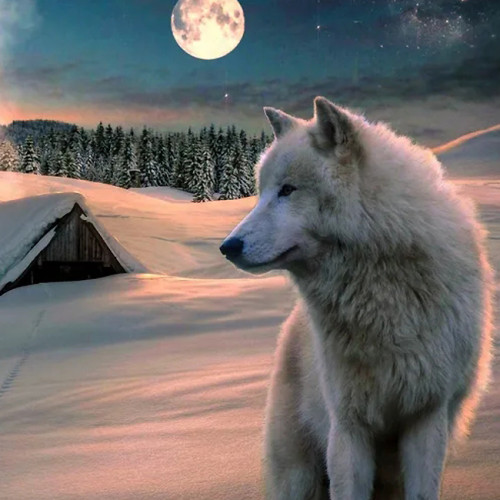Wolf And Moon Blanket