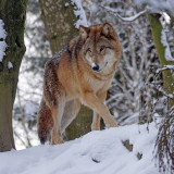 Red Wolf Painting Art