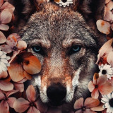 Flowers Wolf Painting Art