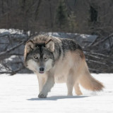 Grey Wolf Blanket