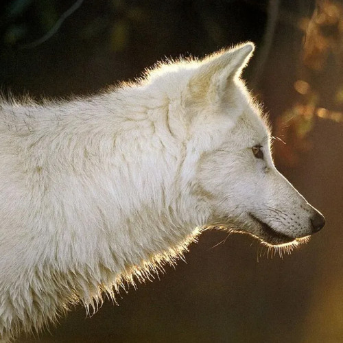 White Wolf Painting Art