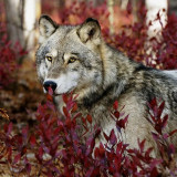 Autumn Wolf Blanket