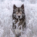 Cute Wolf Blanket