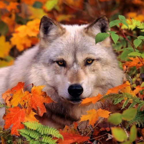 Leaf Wolf Hoodie