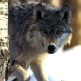 Grey Wolf Blanket