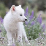 Baby Wolf Blanket