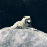 Cosmic White Wolf Painting Art