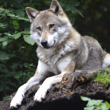 Resting Wolf Backpack