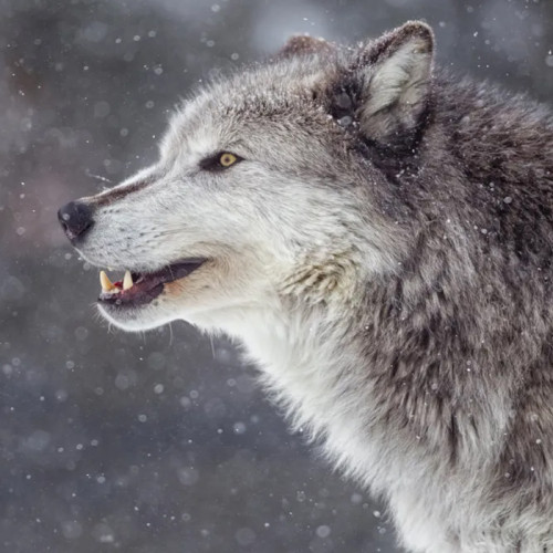 Snow Wolf Hoodie