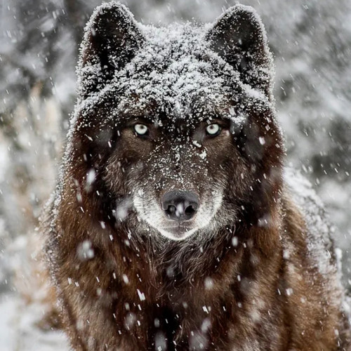 Snowing Wolf Painting Art