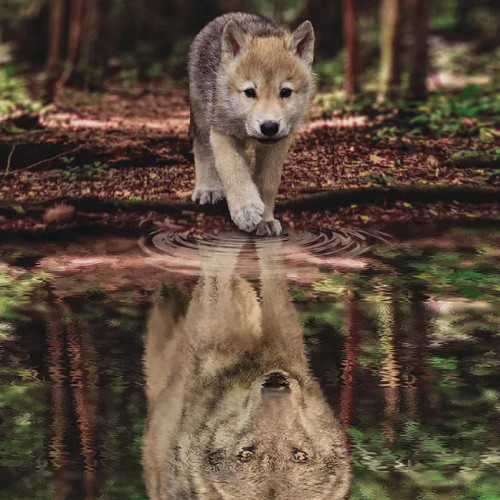 Wolf Cub Painting Art