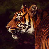 Tiger Painting Art