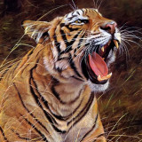 Cool Tiger Painting Art