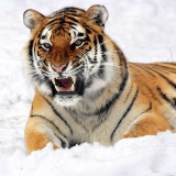 Snow Tiger Blanket