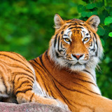 Bengal Tiger Blanket