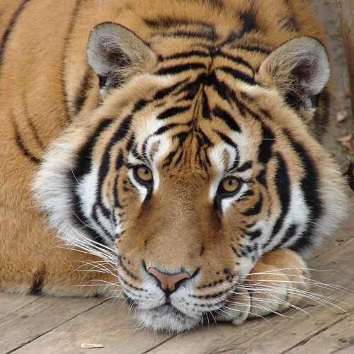 Resting Tiger Hoodie