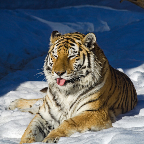 Cute Tiger Blanket