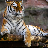 Tiger Print Blanket