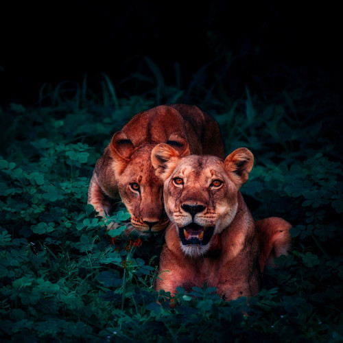 Lion Sisters Blanket