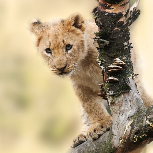 Lion Cub Blanket