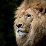 Lion Hoodie