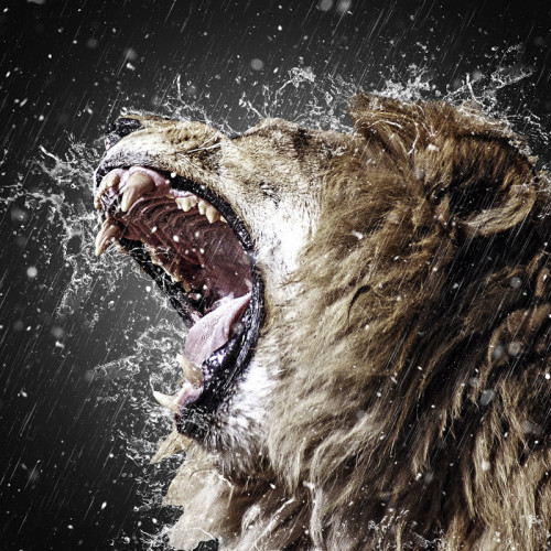 Lion Roar Painting Art