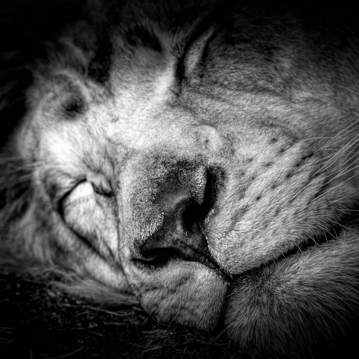 Sleeping Lion Hoodie