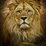 Animal Lion Painting Art