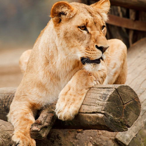 Lion Queen Blanket