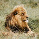 African Lion Blanket