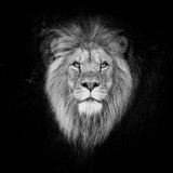 Lion Portrait T-Shirt