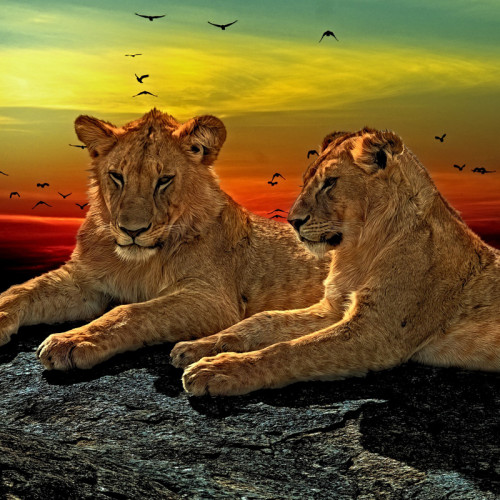 Lion Brothers Painting Art