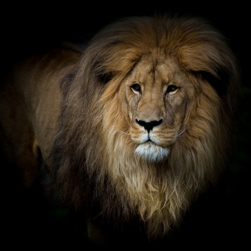 Lion Blanket