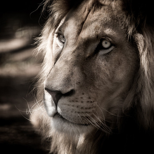 White Lion Blanket