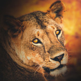 Lioness Painting Art