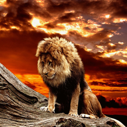 Sunset Lion Painting Art