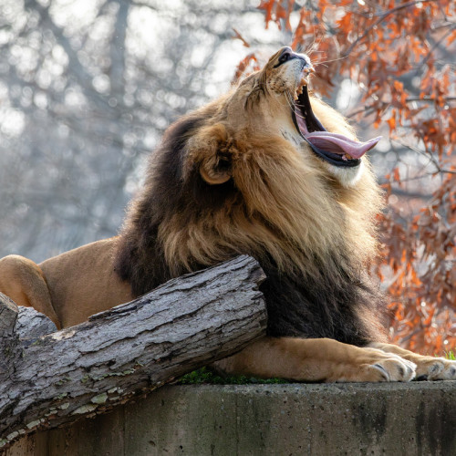 Yawning Lion Painting Art