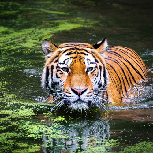 Swimming Tiger Painting Art