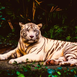 White Tiger Painting Art