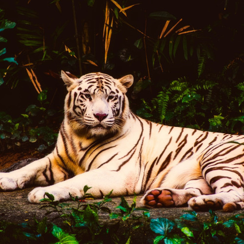 White Tiger Painting Art