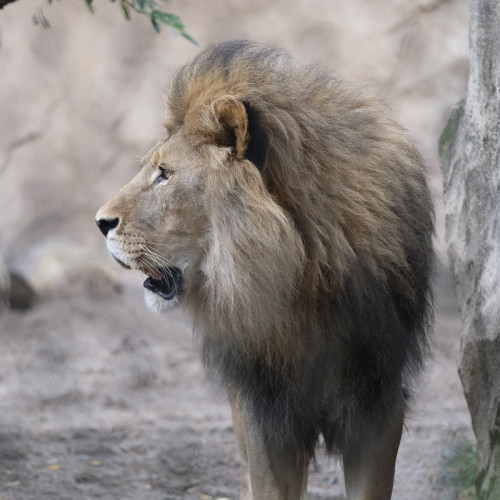 Lion Blanket