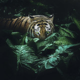 Jungle Tiger Painting Art