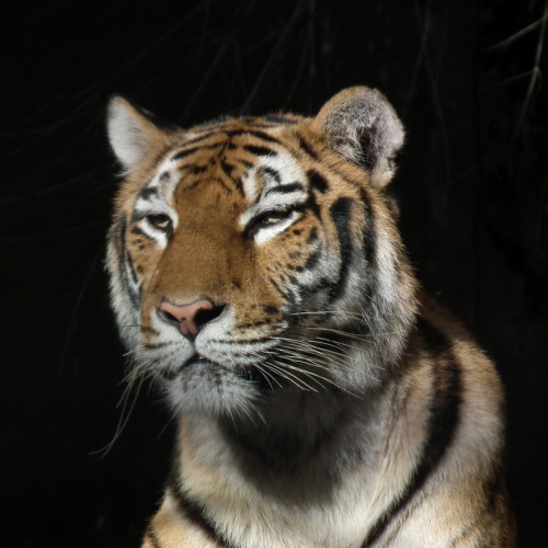 Young Tiger Blanket